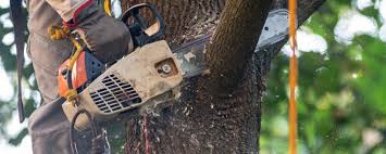  Marietta Alderwood, WA Tree Services Pros