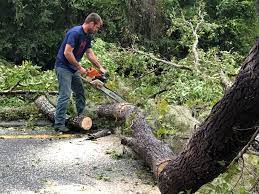 Best Emergency Tree Removal  in Marietta Alderwood, WA