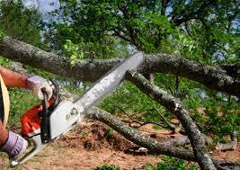 Best Root Management and Removal  in Marietta Alderwood, WA