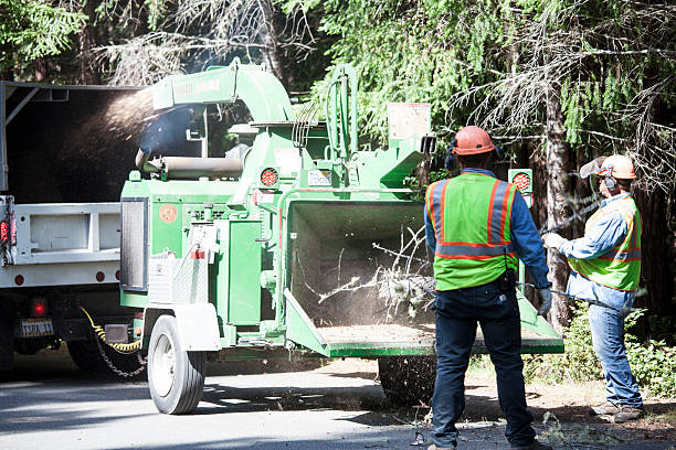 Best Tree Disease Treatment  in Marietta Alderwood, WA