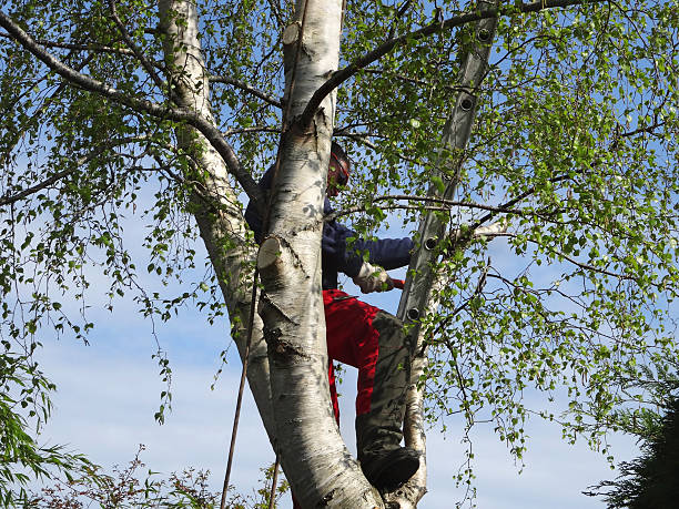 Best Tree Maintenance Programs  in Marietta Alderwood, WA