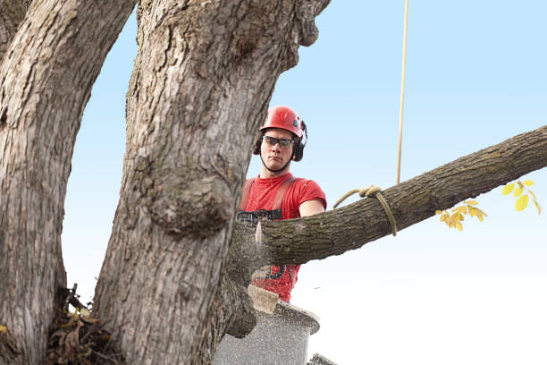 Best Tree Preservation Services  in Marietta Alderwood, WA